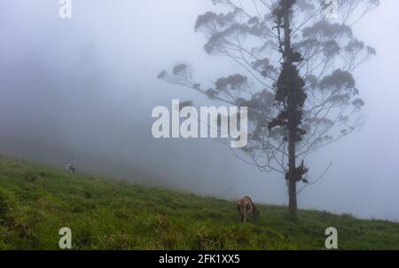 Wunderschöne kolumbianische Naturlandschaften, Städte, blauer Himmel, Tiere in ihrem natürlichen Lebensraum. Stockfoto