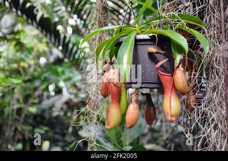 Nepenthes ventrata, eine tropische Kannenpflanze in einem Gartentopf. Stockfoto