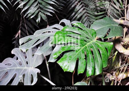 Hintergrund der grünen topischen Blätter von Monstera Deliciosa. Dschungelmuster-Konzept. Stockfoto
