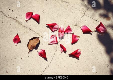 Einige Rosenblätter am Boden mit Schatten eines Rosenbaums. Stockfoto