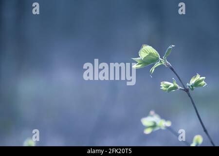 Ein Nahaufnahme-Zweig mit grünen, zarten Blättern von Knospen auf einem verschwommenen Waldhintergrund. Stockfoto