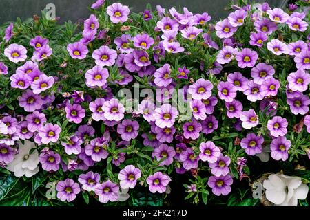 Hintergrund aus Miniatur-Petunien mit zarten violetten Blüten Stockfoto