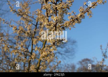 Schlehdornblüte an einem Frühlingsabend, Abbey Meadow Redditch, April 2021 Stockfoto