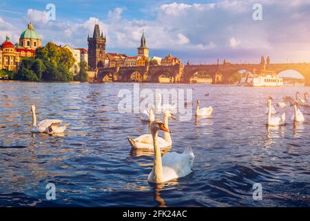 Blick auf die Karlsbrücke in der Nähe der Moldau. Schwan auf dem Fluss. Schwäne schwimmen in der Moldau. Karlsbrücke bei Sonnenuntergang. Prager Schwäne der Stockfoto