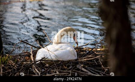 Weiblicher weißer Schwan, der in ihrem Nest ruht. Schwan in der Nähe des Teiches oder des Wassers Stockfoto