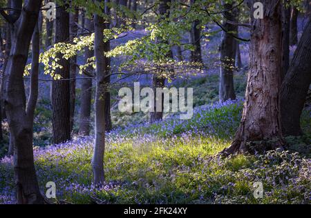 Abendlicht über den Bluebells im Ten Acre Wood in der Nähe von Margam County Park, Port Talbot, South Wales, Großbritannien Stockfoto