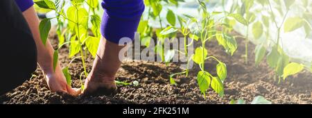 Gärtner Hände Pflanzen und pflücken Gemüse aus Garten. Der Gärtner bereitet den Boden für die Aussaat vor Stockfoto