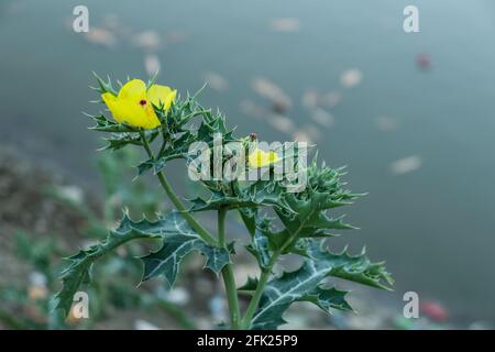 Argemone mexicana oder Bermuda Distel oder Gold Thistle oder Mexican Prickly Poppy Pflanze ist extrem häufig, Sie finden es fast überall, es ist erstaunlich Stockfoto