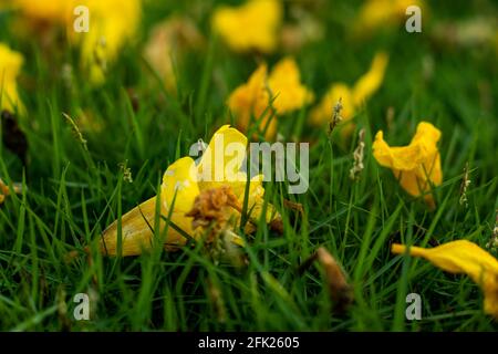 Engelstrompete auf kleinem Gras und es ist eine Pflanze Und die Blätter und Blumen werden zur Herstellung von Medikamenten verwendet Stockfoto