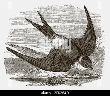 Gemeinsames Haus martin, delichon urbicum im Flug. Illustration nach einem antiken Stich Stock Vektor