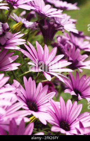 Lila und rosa afrikanische Gänseblümchen (osteospermum) blühen im Frühling Stockfoto