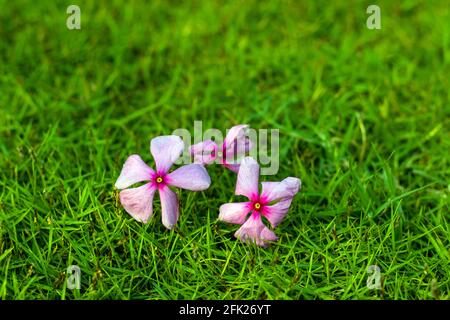 Madagaskar Periwinkle oder Cape Periwinkle Blüten blühen im Sommer und auf den kleinen Grasen immergrüner Strauch, der anmutige rosa oder weiße Blüten trägt Stockfoto