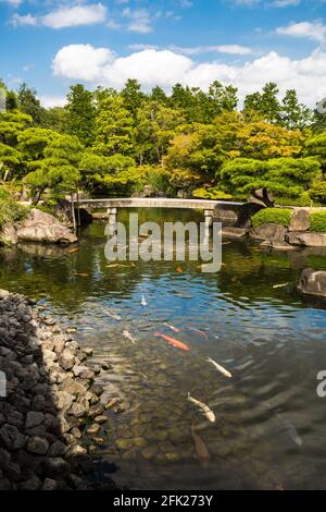 Riesiger Koi-Karpfen japanischer Fischteich See Wasserbecken. Goldene orange schwarz Gold weiß Schule von Unterwasserfischen. Kenrokuen, Zen-Garten mit Brücke, Japan. Stockfoto