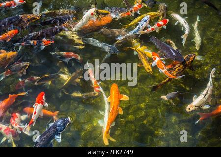 Riesiger Koi-Karpfen japanischer Fischteich See Wasserbecken. Goldene orange schwarz Gold weiß Schule von Unterwasserfischen. z Kenrokuen zen Garten, Kanazawa, Japan Stockfoto