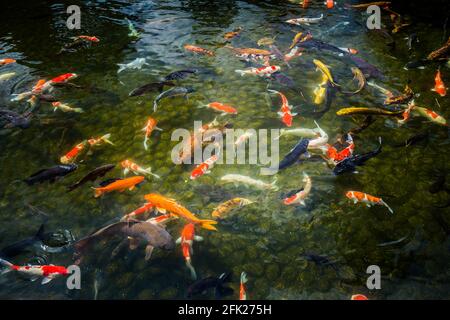 Riesiger Koi-Karpfen japanischer Fischteich See Wasserbecken. Goldene orange schwarz Gold weiß Schule von Unterwasserfischen. z Kenrokuen zen Garten, Kanazawa, Japan Stockfoto