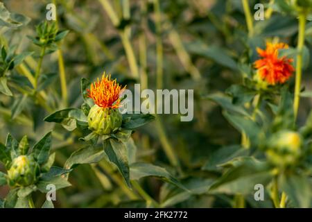 Natürliche gelb-rot-grüne Farbe Pflanzen Safflower Blume ist auch ein Oelsaat und so viele Namen genannt Dyer's Saffron, American Safran, Flores Carthami, Stockfoto