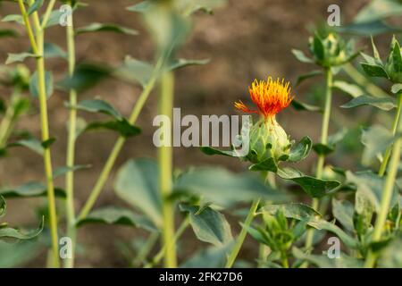 Saflorblüten- und Samenöl wird für hohe Cholesterinwerte, Herzerkrankungen, Schlaganfall, Diabetes verwendet. Die Blume und das Öl aus den Samen werden als Medizin verwendet Stockfoto