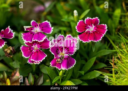 Sweet William ist eine traditionelle Hüttenpflanze, die für ihren späten Frühling bekannt ist. Die Dianthus-Pflanze wird gemeinhin Sweet William rosa und weiß dekorativ genannt Stockfoto