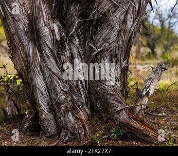 Cedar Tree Trunk, Juniperus ashei, im Texas Hill Country, außerhalb von Bandera, Texas im Frühling Stockfoto