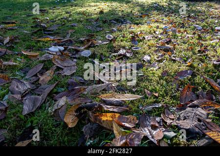 Pilze, die aus Rasen und abgefallenen Blättern wachsen Stockfoto