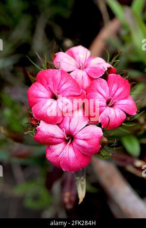 Dianthus barbatus Feld Pink – rot-rosa Blüten mit weißem Flush am Einstiel, April, England, Großbritannien Stockfoto