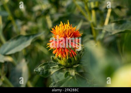 Die wunderschöne gelbe und rote Blume, die Safflower genannt wurde. Saflor-Samen sind die Samen von Carthamus tinctorius, der seit langem ti angebaut wird Stockfoto