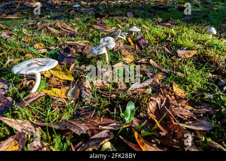 Weiße Pilze und Blätter auf einem Rasen Stockfoto