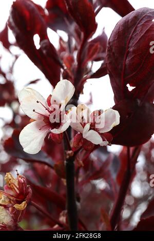 Prunus cerasifera ‘Princess’ Cherry Plum Princess – schalenrosa Blüten und lila rote Blätter, April, England, Großbritannien Stockfoto