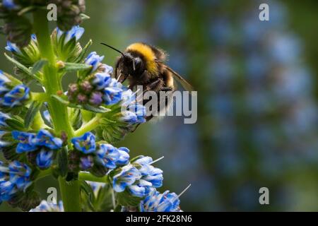 Nahaufnahme einer Hummel auf einer blauen Blume Echium Candicans Fastuosum Stockfoto