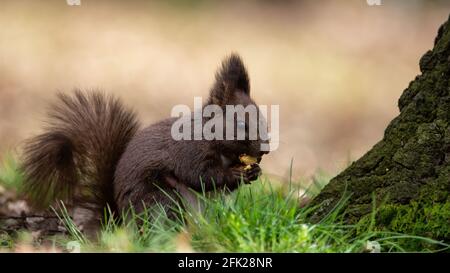 Eurasisches Rothörnchen (Sciurus vulgaris) Essen einer Eichel auf einer grünen Wiese in einer Stadt parken Stockfoto