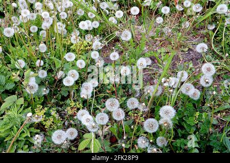 Taraxacum officinale common Löhnen / Lötenuhr silbrig weiß kugelförmige haarartige Samenköpfe oder Pappus, April, England, UK Stockfoto