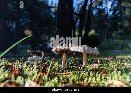 Zwei Pilze auf Gras-Herbstrasen mit Blättern Stockfoto