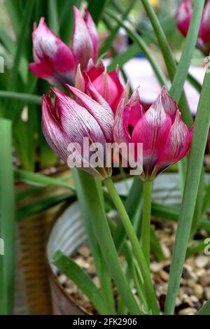 Tulipa humilis ‘Little Beauty’ Art Tulip 15 humilis Little Beauty Tulpe - tiefrosa Blütenblätter, weißer Halo, blaue Basis, silbrige äußere Blütenblätter, April, UK Stockfoto