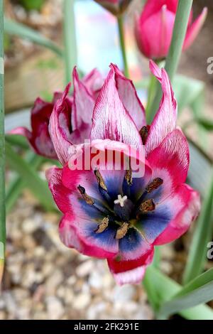 Tulipa humilis ‘Little Beauty’ Art Tulip 15 humilis Little Beauty Tulpe - tiefrosa Blütenblätter, weißer Halo, blaue Basis, silbrige äußere Blütenblätter, April, UK Stockfoto