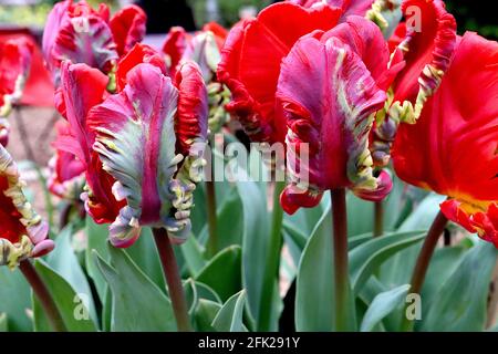 Tulipa gesneriana var dracontia ‘Rokoko-Papagei’ Papagei 10 Rokoko-Papagei-Tulpe - verdrehte scharlachrote Blütenblätter, schwarze Streifen, schwarze Federblätter, grün Stockfoto