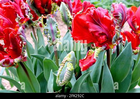 Tulipa gesneriana var dracontia ‘Rokoko-Papagei’ Papagei 10 Rokoko-Papagei-Tulpe - verdrehte scharlachrote Blütenblätter, schwarze Streifen, schwarze Federblätter, grün Stockfoto