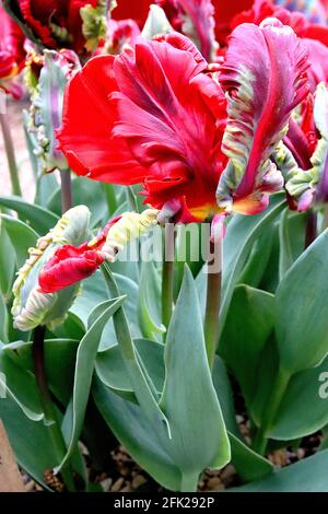 Tulipa gesneriana var dracontia ‘Rokoko-Papagei’ Papagei 10 Rokoko-Papagei-Tulpe - verdrehte scharlachrote Blütenblätter, schwarze Streifen, schwarze Federblätter, grün Stockfoto