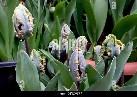 Tulipa gesneriana var dracontia ‘Rokoko-Papagei’ Papagei 10 Rokoko-Papagei-Tulpe - verdrehte scharlachrote Blütenblätter, schwarze Streifen, schwarze Federblätter, grün Stockfoto