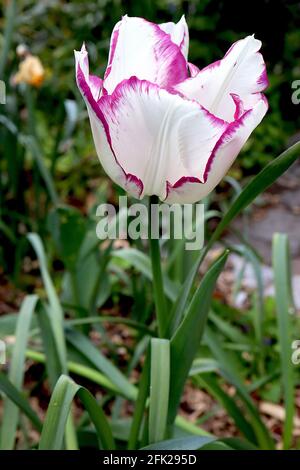 Tulipa ‘Shirley’ Triumph Tulpe 3 Shirley Tulpe - weiße Blüten, violett-violette Ränder, April, England, Großbritannien Stockfoto