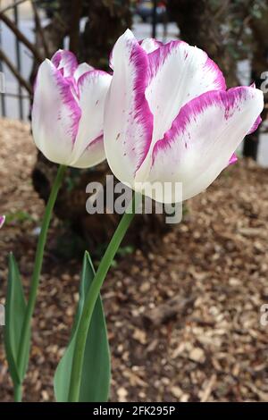 Tulipa ‘Shirley’ Triumph Tulpe 3 Shirley Tulpe - weiße Blüten, violett-violette Ränder, April, England, Großbritannien Stockfoto