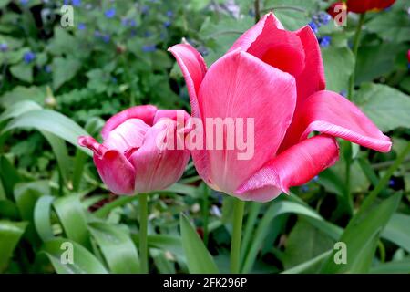 Tulipa ‘Pink Flag’ Triumph Tulpe 3 Pink Flag Tulpe – ausgegebene blassrosa Blüten, tiefrosa Ränder, zentrale weiße Mittelrippe, April, England, VEREINIGTES KÖNIGREICH Stockfoto