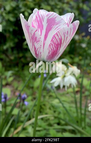 Tulipa ‘Pink Impression’ Darwin Hybrid 4 Pink Impression Tulpe - gebrochene tiefrosa Blüten, breite hellrosa Ränder, April, England, Großbritannien Stockfoto