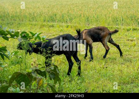 Zwei schwarze und graue Farbe Ziege essen Gras aus dem Graspflanzen landen Stockfoto