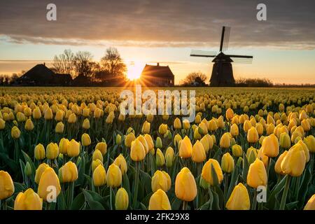 Schöner Sonnenaufgang mit holländischer Windmühle und gelben Tulpen im Frühling Stockfoto