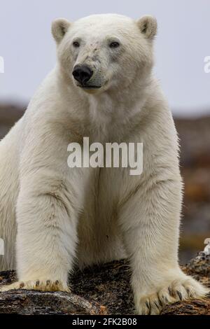 Eisbär (Ursus maritimes) auf Baffin Island, Nunavut, Kanada, kanadische Arktis Stockfoto