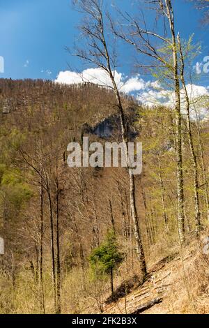 Schöner Wald des Nationalparks Risnjak tief in den kroatischen Bergen an den sonnigen, steilen Hängen im Frühjahr Stockfoto