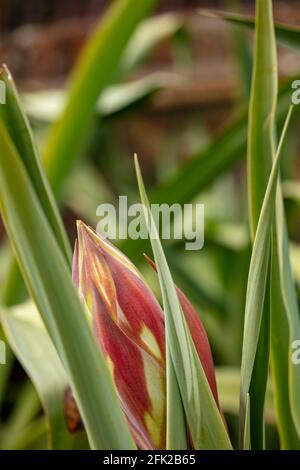 BESCHORNERIA Yuccoides Blütenstiel gerade Vorbereitung, um Blumen zu zeigen Stockfoto