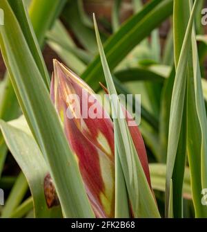 BESCHORNERIA Yuccoides Blütenstiel gerade Vorbereitung, um Blumen zu zeigen Stockfoto