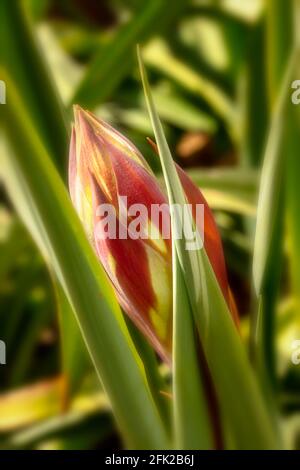 BESCHORNERIA Yuccoides Blütenstiel gerade Vorbereitung, um Blumen zu zeigen Stockfoto