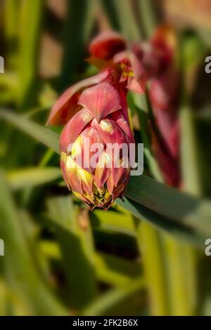 BESCHORNERIA Yuccoides Blütenstiel gerade Vorbereitung, um Blumen zu zeigen Stockfoto